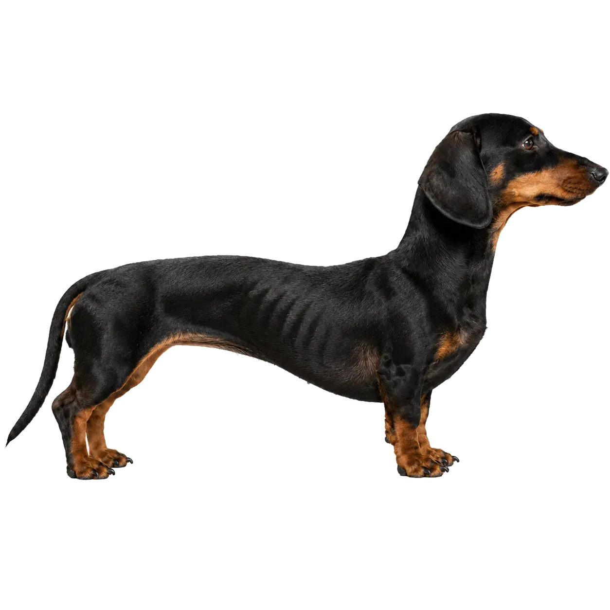 Hund mit schwerem Untergewicht (BCS 1–2): Rippen und Hüften sichtbar